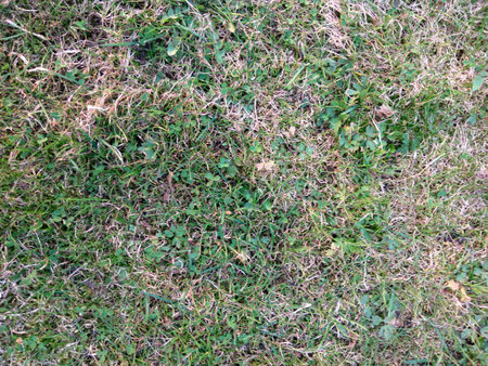 Horizontal natural background. Nature spring texture. Closeup of grass. Background texture. Green...