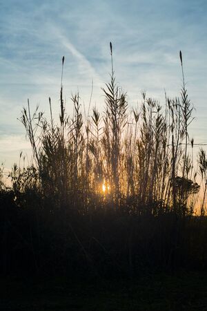 Bamboo reeds sunset backlight outdoorの写真素材