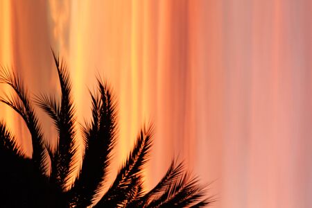 Palm Tree back light sunsetの写真素材