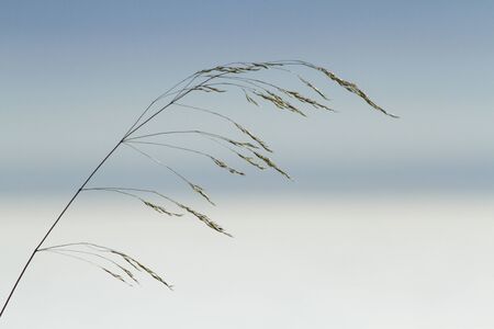 Plant wind white relax meditativeの写真素材