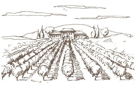 Hand drawn illustration of a vineyard. のイラスト素材