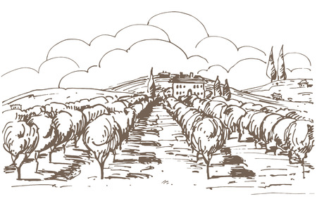 Hand drawn illustration of a vineyard.  のイラスト素材