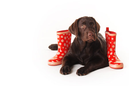 brown labrador puppy lying with red rubber boots on a white backgroundの写真素材