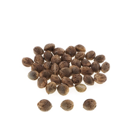 Hemp seeds isolated on white background.の写真素材