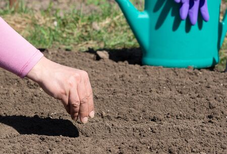 Female hand sowing seeds in the garden bed.の写真素材