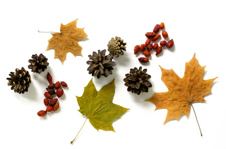 Autumn flat lay of maple leaves, cones and rosehip berries.