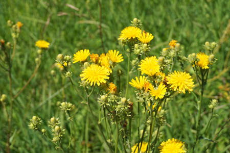 Medicinal dandelion in a green field, close up.の写真素材