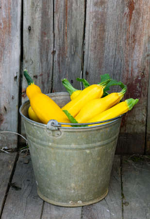 Yellow zucchini in bucket on wooden backgroundの写真素材