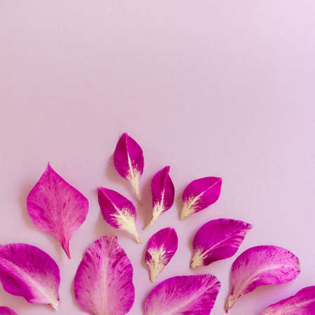 Flat lay of purple gladiolus petals on a lilac backgroundの写真素材