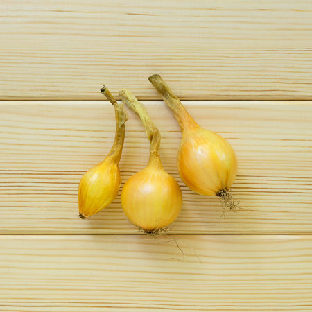 Three heads of onions on a light wooden backgroundの写真素材