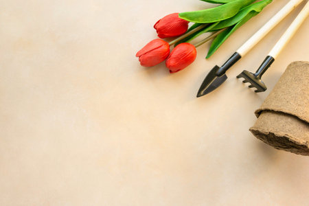 Gardening tools and seedling pots with tulips on beige background, space for text.