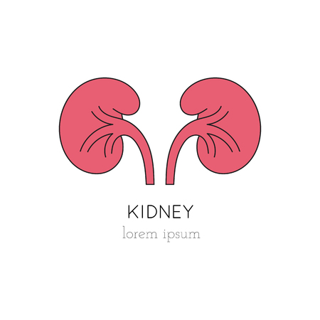 Vector kidney thin line icon, logo template illustration. Part of Organ Donation set. Colored pictogram, healthcare medicine isolated symbol. Simple mono linear modern design.のイラスト素材