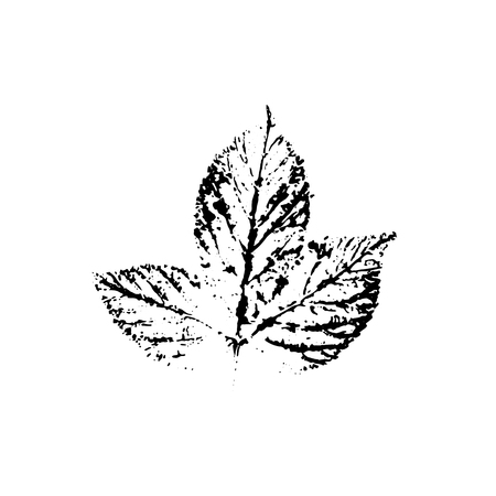 Vector leaf imprintのイラスト素材