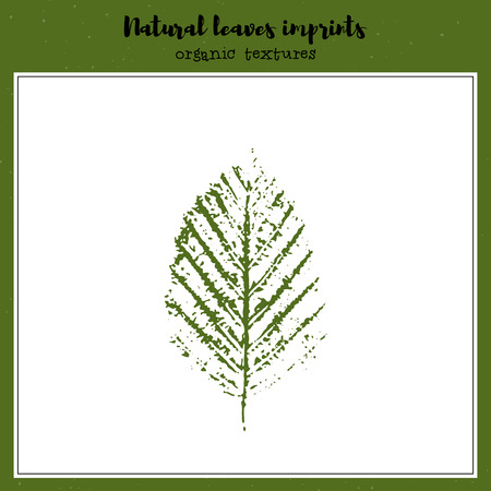 Leaf imprint, natural texture. Autumn foliage, vector illustration. Isolated element for decorative floral design, vintage background.のイラスト素材