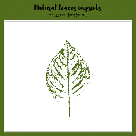 Leaf imprint, natural texture. Autumn foliage, vector illustration. Isolated element for decorative floral design, vintage background.のイラスト素材