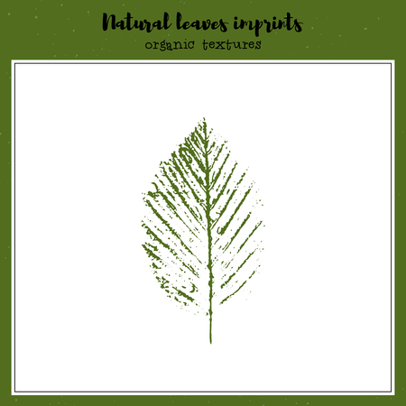 Leaf imprint, natural texture. Autumn foliage, vector illustration. Isolated element for decorative floral design, vintage background.のイラスト素材