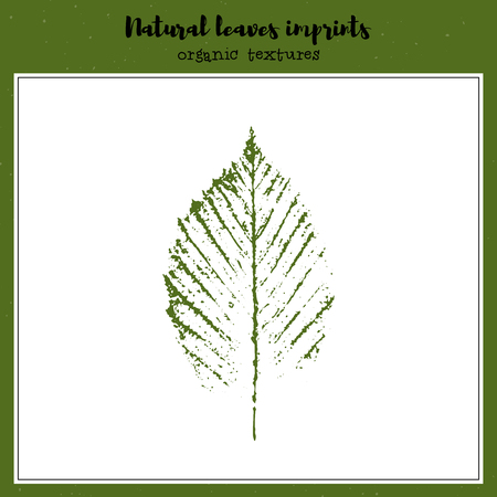 Leaf imprint, natural texture. Autumn foliage, vector illustration. Isolated element for decorative floral design, vintage background.のイラスト素材