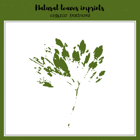 Leaf imprint, natural texture. Autumn foliage, vector illustration. Isolated element for decorative floral design, vintage background.のイラスト素材