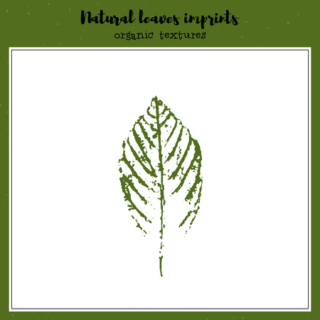 Leaf imprint, natural texture. Autumn foliage, vector illustration. Isolated element for decorative floral design, vintage background.のイラスト素材