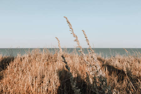 Sea landscape in soft color palette. High seashore overgrown with meadow plants and tall grass.の写真素材