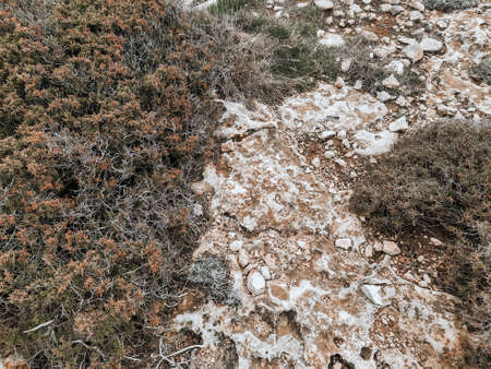 Rocky soil, overgrown with moss and shrubs. Mediterranean Sea coast. Subtropical plants of Cyprus.の写真素材
