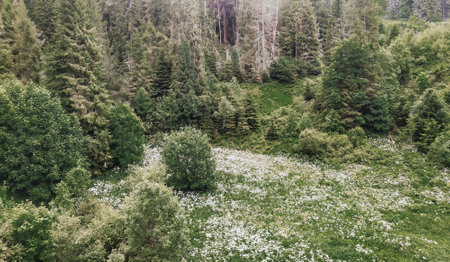 Forest landscape background, grassland in the woods. Summer meadow with white wildflowers in the mountains, top view.の写真素材