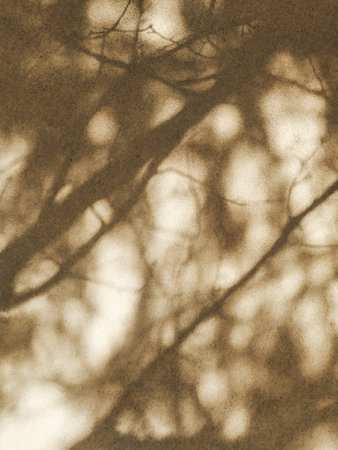 Abstract natural background. Tree shadows on a beige wall.の写真素材