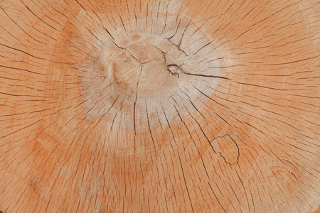 Neutral brown forest hardwood background. A large piece of tree trunk.の写真素材