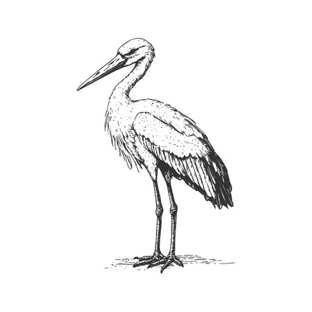 A stork. Vintage black ink illustration, isolated on white background. Pencil drawing, sketch style, featuring intricate line work and crosshatch shading. A hand-drawn vintage bird artwork.のイラスト素材