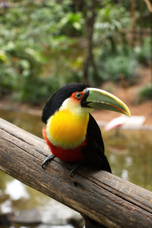 toucan (Ramphastos dicolorus) on a log in the park of birds in Brazilの写真素材