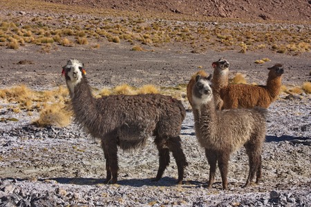 group of alpacas on highlands in Boliviaの写真素材