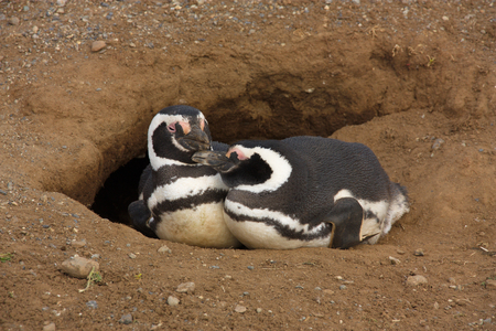 two Magellanic penguins (Spheniscus magellanicus) at an entrance to a hole in Patagonia,  Argentinaの写真素材