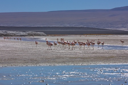 group of a flamingo against the background of a desert landscape on altiplano in Boliviaの写真素材