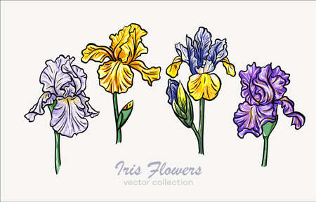 Set of iris flowers vector illustrations EPS 10のイラスト素材