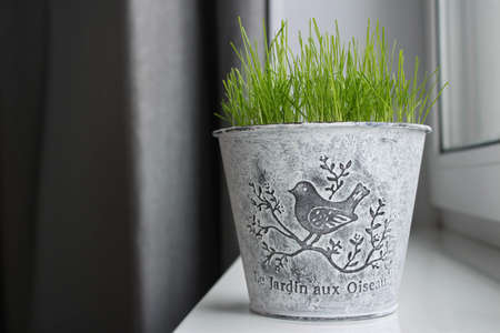Green lawn grass grows on the windowsicle at home. Fresh green grass on the windowsill in the spring. Easter.の写真素材
