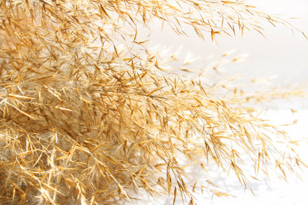 Dry reed in light pastel colors, reed seeds. Beige reed grass, pampas grass.