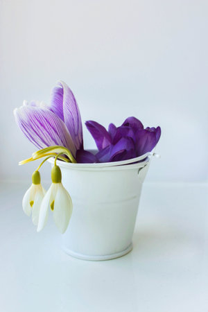 Bouquet for mom. Purple crocuses. Delicate bouquet of primroses in a metal white bucket on a white background. The concept of spring, first flowers, sunny mood. Vertical natural background, layout for flyer design. Mother's Day.の写真素材