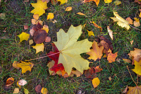 Fallen yellow and orange maple leaves lying on the green grass. Autumn Leaf Background