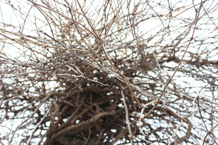 Tree branches against the sky. Dry tree silhouette. Dry bush. Tree with dry branches.