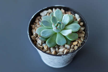 Echeveria in a decorative pot on a white gray background. Close up Echeveria imbricata or Blue Rose Echeveria, Succulent has a brown stone around, Cactus Cacti, Cactaceaeの写真素材