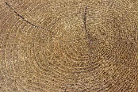 Old wooden oak tree cut surface. Detailed warm dark brown and orange tones of a felled tree trunk or stump. Rough organic texture of tree rings with close up of end grain. Close-up wood textureの写真素材