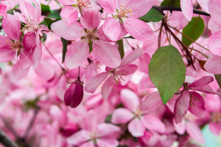 A branch of apple tree with pink flowers. Flowering apple tree in spring. Blossoming apple with soft...