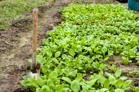 Young radish sprouts growing in the greenhouse. Radish seedlings in the garden. Green leaves of...