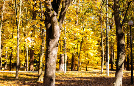 Autumn colored trees in the park. Autumn landscape. Trees with yellow and orange leaves in the autumn park.の写真素材