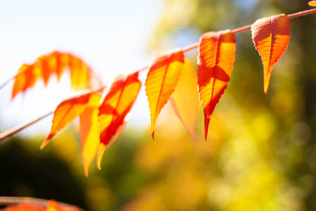 Branch of tree with yellow-red autumn leaves against the background of blue sky. background with...