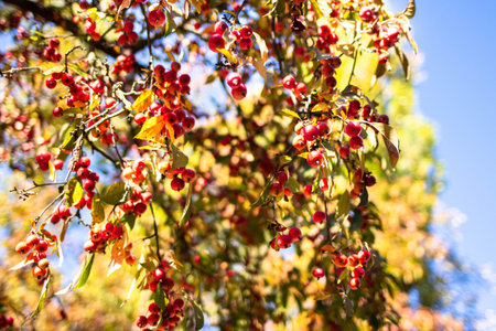 Many small red paradise apples on a branch against the background of a blue sky. Paradise Apple Tree...