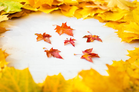Background of many yellow maple leaves with space for text on a white background. Autumn Leaf...