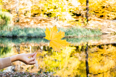 A woman's hand holds a yellow maple leaf against the background of the autumn landscape.の写真素材