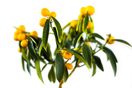 Kumquat with ripe fruits close up on an isolated white background. Citrus room tree. houseplant tangerine tree.の写真素材