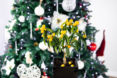 Kumquat with ripe fruits close up on the background of the Christmas tree. Citrus room tree....